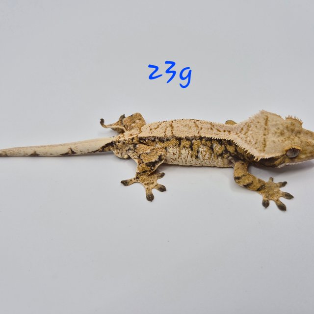 노멀 트라이 익스트림할리퀸 쿼드