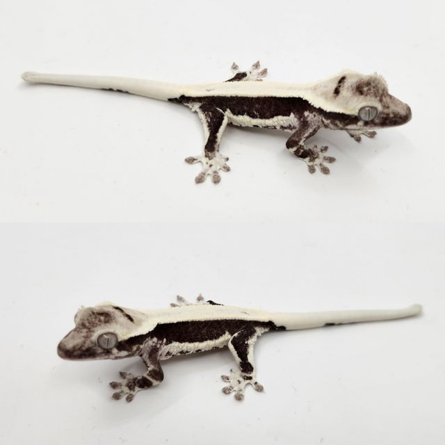 릴잔틱