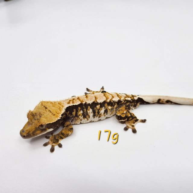 노멀 익스트림할리퀸 바브 트라이