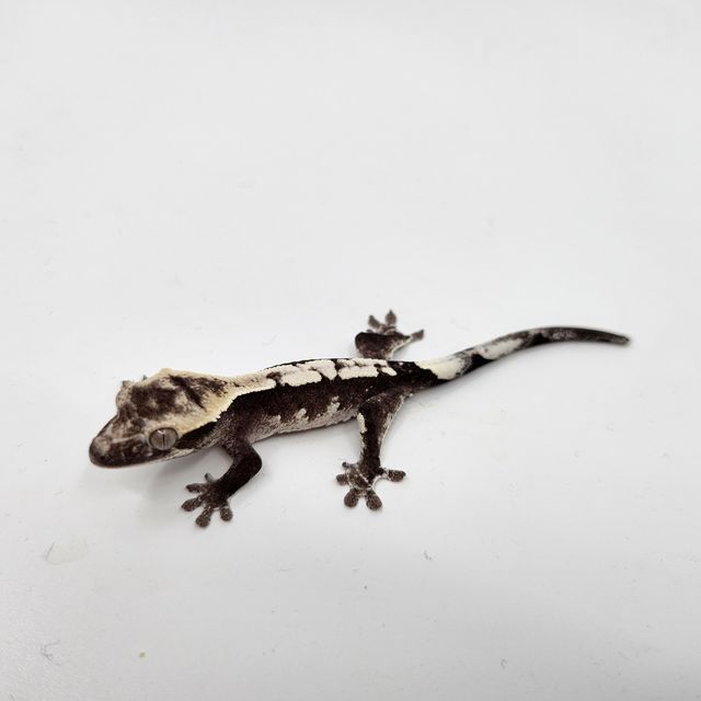 아잔틱