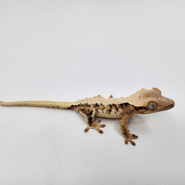 릴리화이트 익스트림할리퀸 트라이