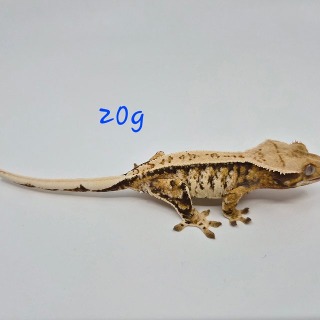 노멀 트라이 익스트림할리퀸 화이트스팟 텐저린