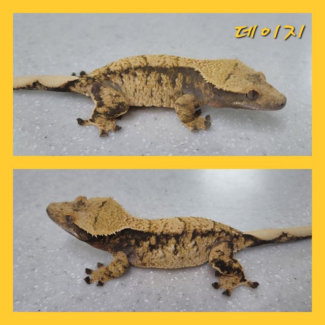트라이 노멀 익스트림할리퀸 레이지