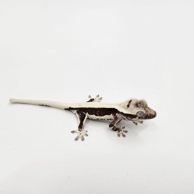 릴잔틱
