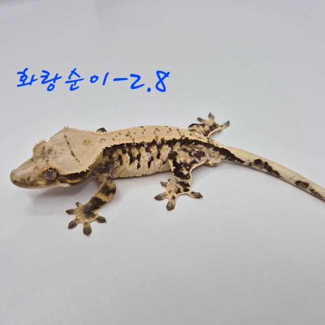 노멀 트라이 익스트림할리퀸