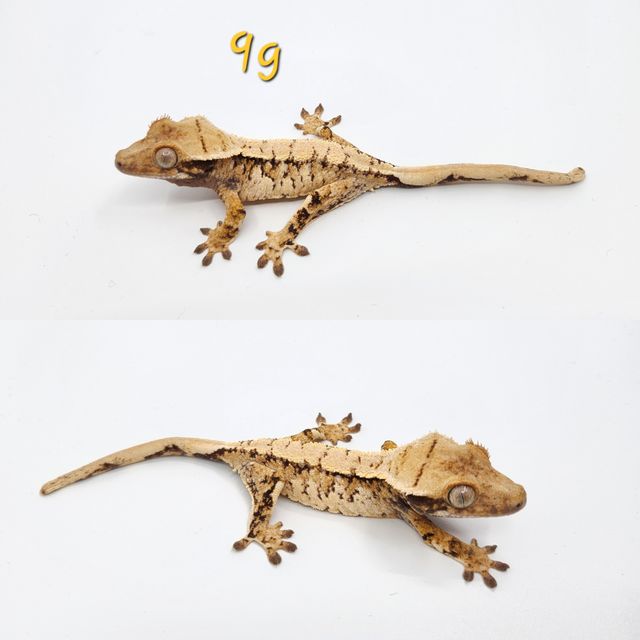 노멀 트라이 익스트림할리퀸