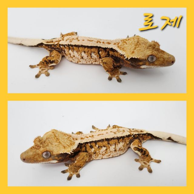 노멀 트라이 익스트림할리퀸