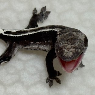 풀핀 화이트포트홀 아잔틱