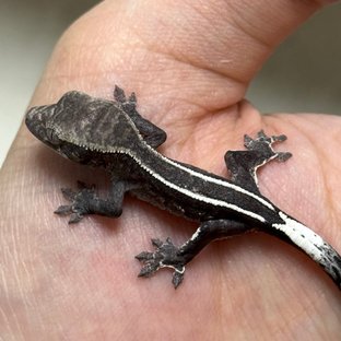 핀스트라이프 카푸치노 아잔틱