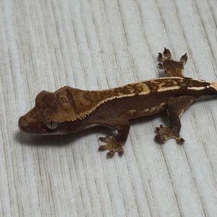 세이블 헷 아잔틱