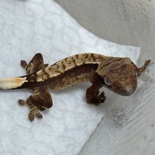 세이블 헷 아잔틱