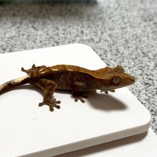 캉테