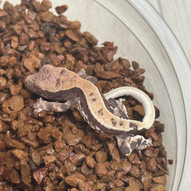 프라푸치노 100%헷아잔틱