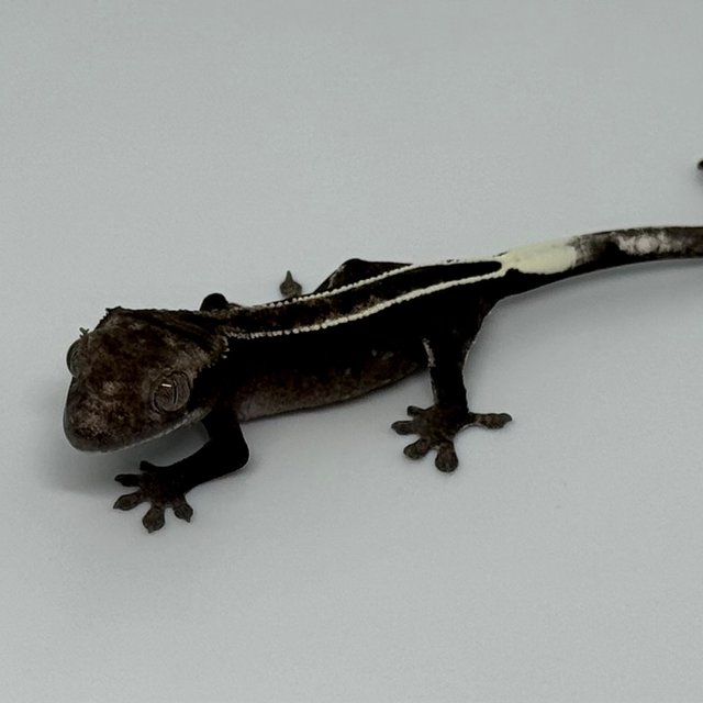 풀핀 엠티백 카푸치노 아잔틱