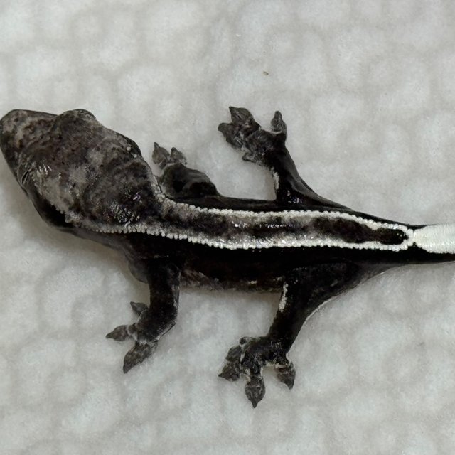 풀핀 화이트포트홀 아잔틱