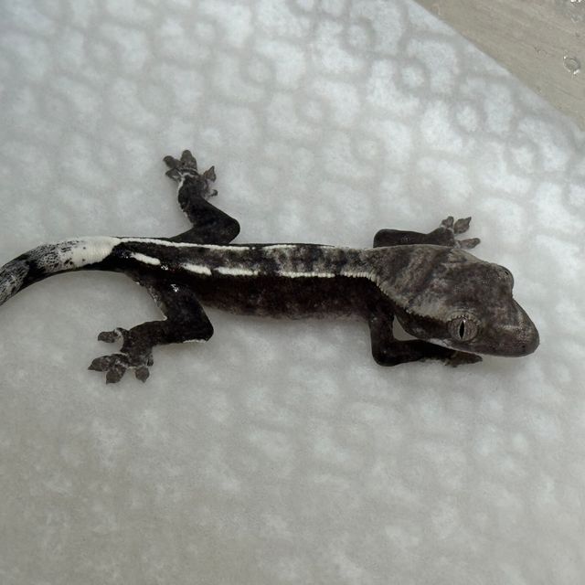 아잔틱
