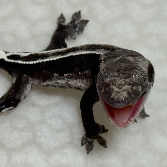 풀핀 화이트포트홀 아잔틱