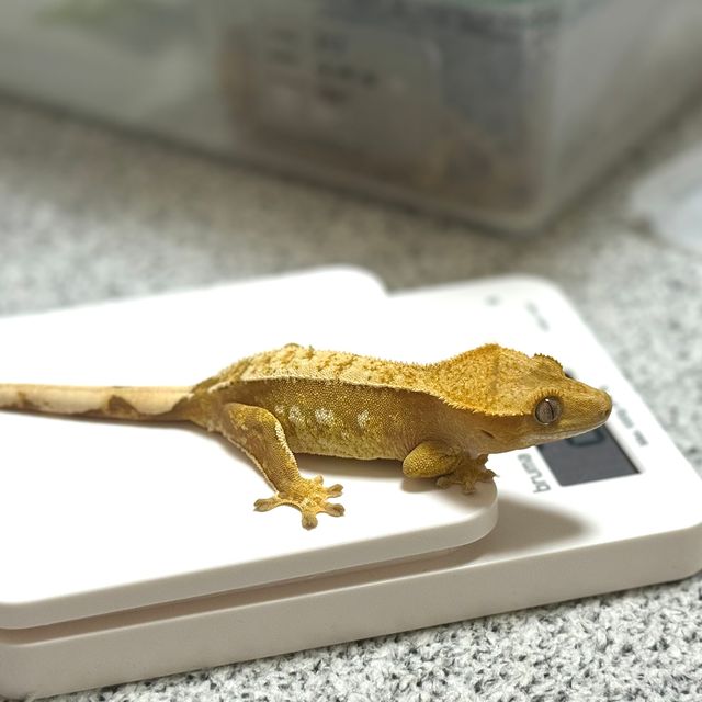 100%헷아잔틱