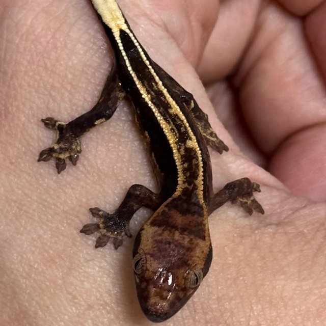 풀핀 슈퍼스트라이프 쿼드 100%헷아잔틱