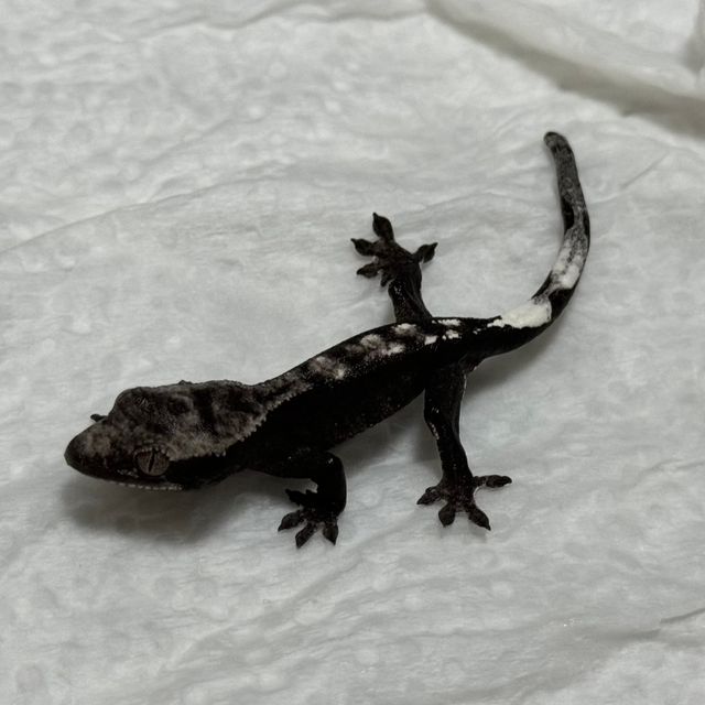 아잔틱