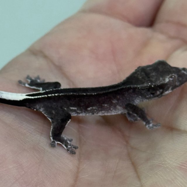 풀핀 슈퍼스트라이프 화이트포트홀 팬텀 아잔틱