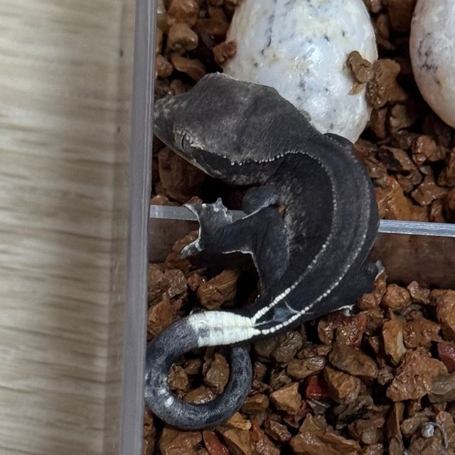 풀핀 팬텀 아잔틱