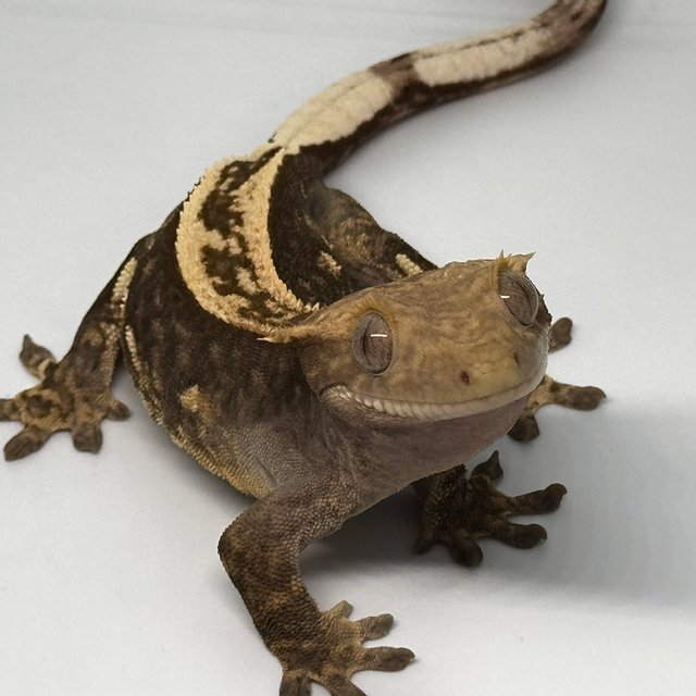 풀핀 슈퍼스트라이프 100%헷아잔틱