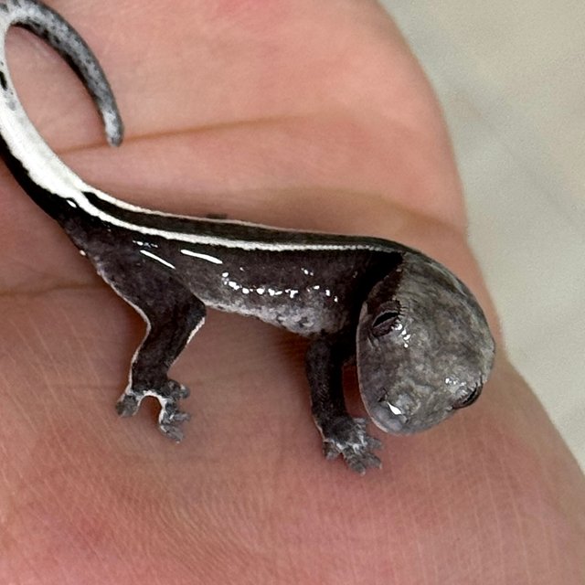 풀핀 슈퍼스트라이프 아잔틱