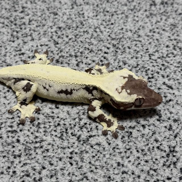 프라푸치노