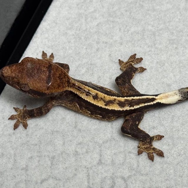 풀핀 화이트포트홀 100%헷아잔틱