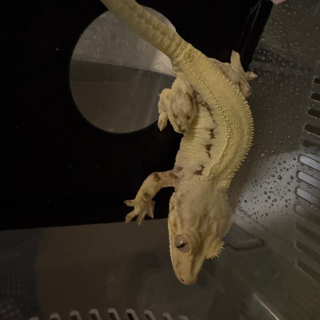 릴리화이트 솔리드백