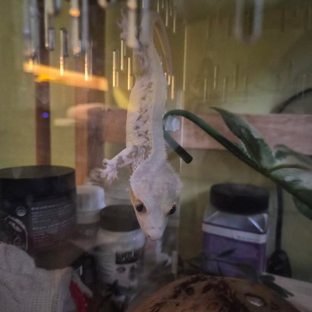 릴리화이트 솔리드백 화이트