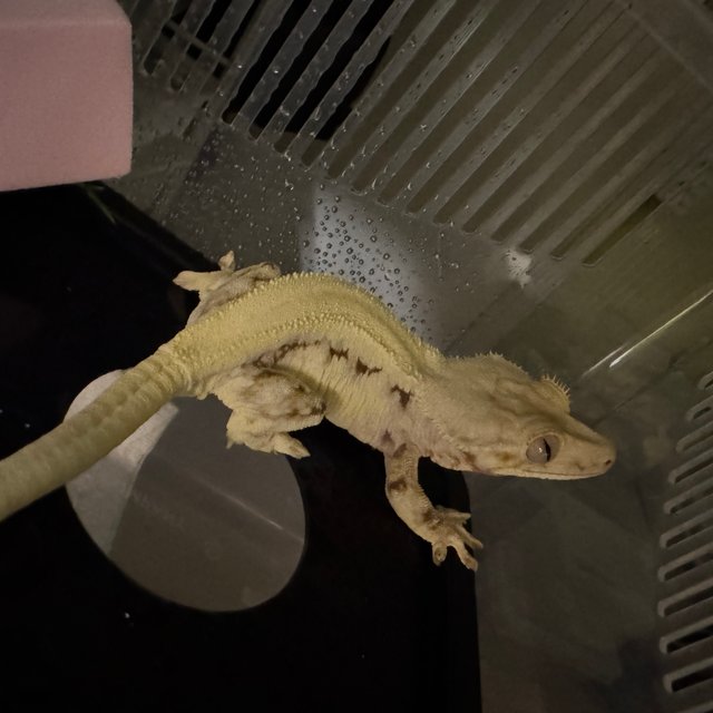 릴리화이트 솔리드백