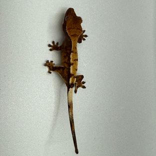 세이블
