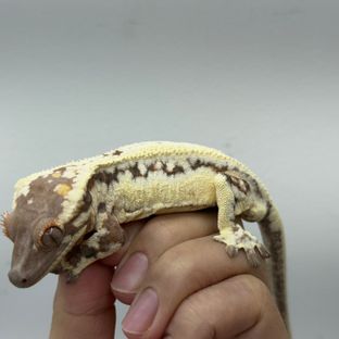 릴리 세이블