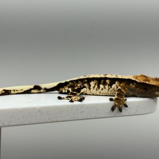 노멀 익스트림할리퀸