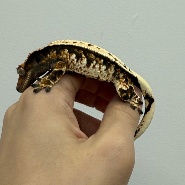 노멀 익스트림할리퀸