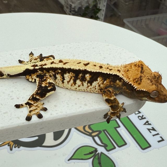 노멀 익스트림할리퀸