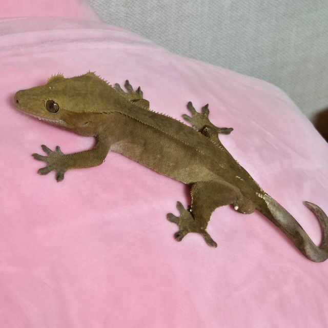 레드 바이