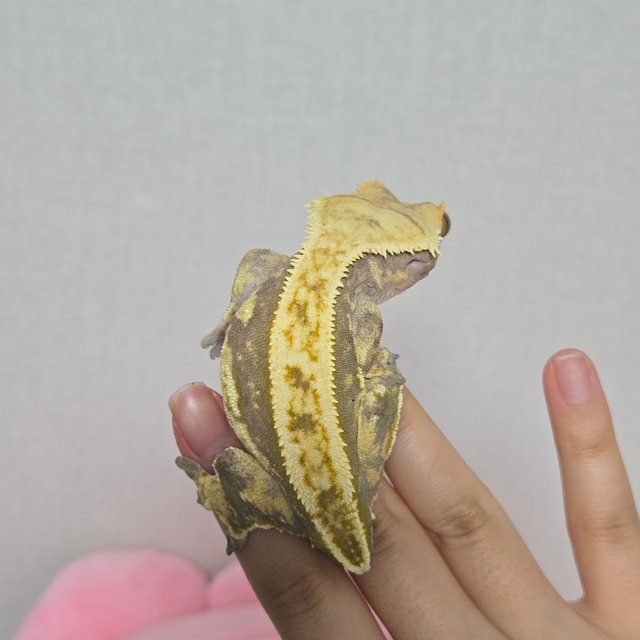 노멀 드리피 풀핀