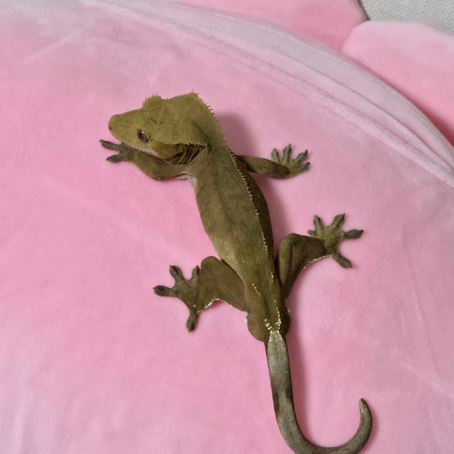 레드 바이