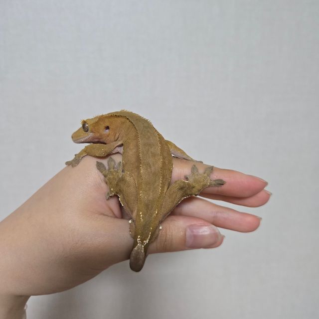 레드 바이