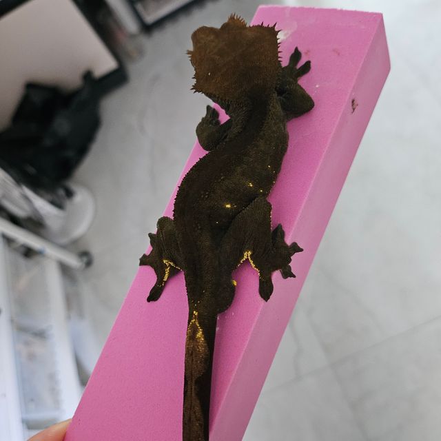 챠콜