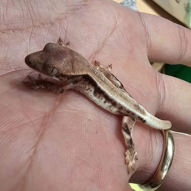 프라푸치노