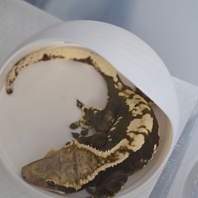 노멀 블랙 화이트