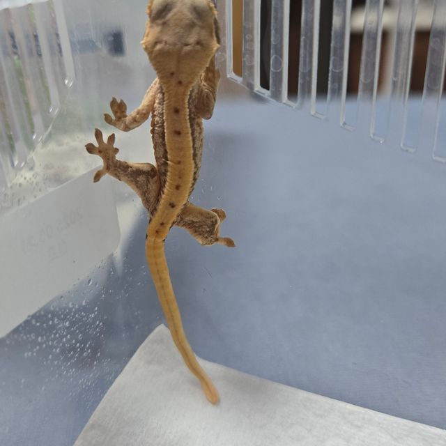 릴리화이트 솔리드백 화이트포트홀 화이트스팟