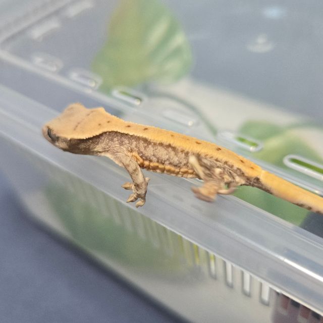 릴리화이트 솔리드백 화이트포트홀 화이트스팟