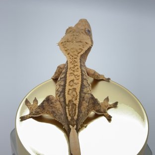 노멀 트라이 익스트림할리퀸