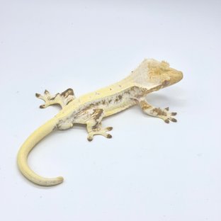 베른