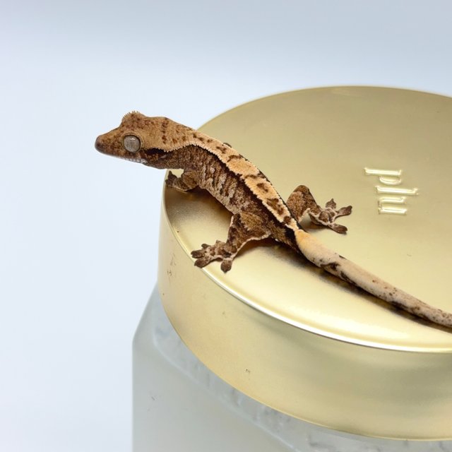 노멀 트라이 익스트림할리퀸